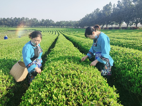 长乐乡村民在湖南农业大学长安基地学习茶叶技术.jpg