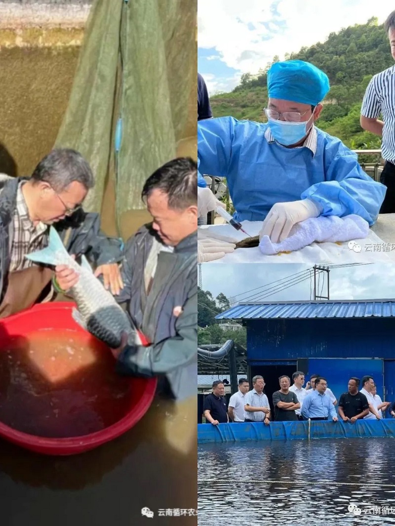 9.1多措并举，云南土著鱼设施化养殖前景可期.jpg