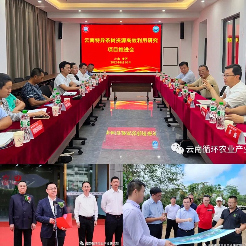 8.1转型升级，普洱茶产业焕发新机.jpg